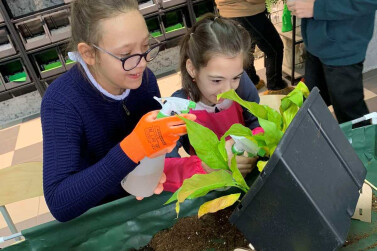 Зеленый дом