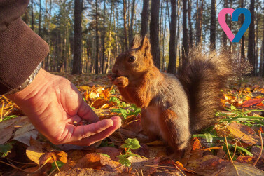 В Кемеровской области отремонтируют семейный парк с домиками для белок 